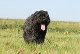 BOUVIER DES FLANDRES 134